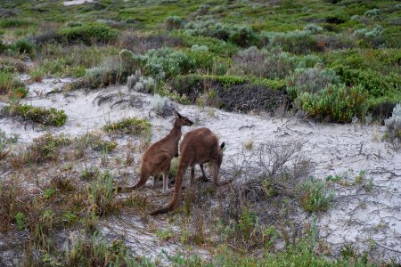 Cape Le Grand National Park, Western Australia 44