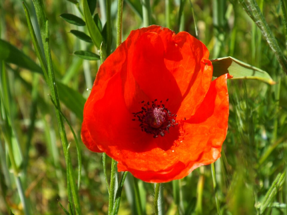 Red pointed flower close up