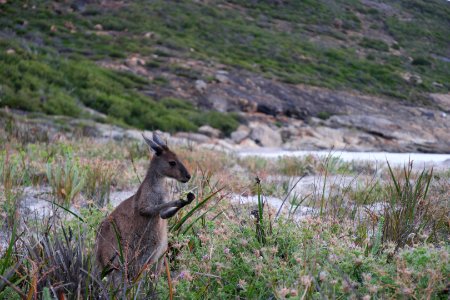 Cape Le Grand National Park, Western Australia 51 photo