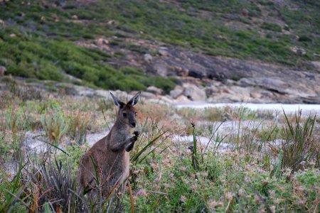 Cape Le Grand National Park, Western Australia 53 photo