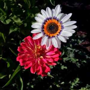 Cape daisy and zinnia IMG-7917 photo