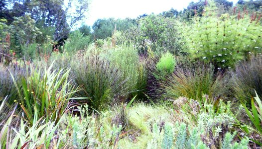 Cape Lowland Freshwater Wetland restios 8