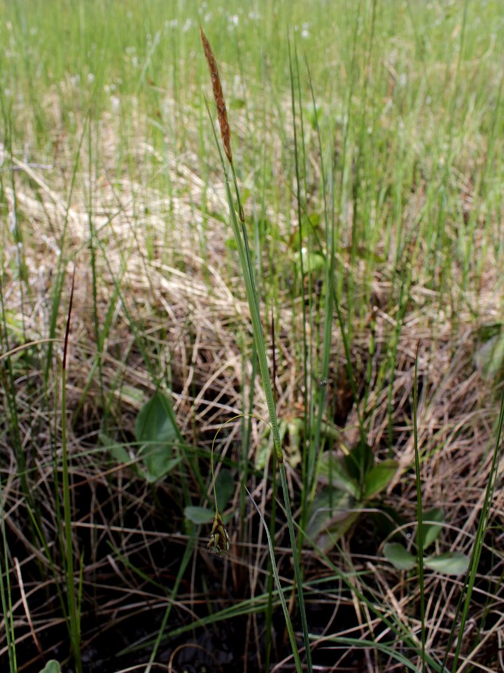 Carex laxa Kiiminki, Finland 19.06.2013