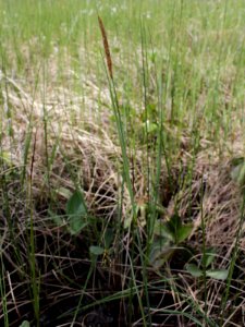 Carex laxa Kiiminki, Finland 19.06.2013