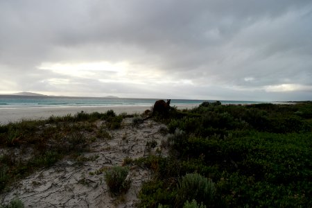 Cape Le Grand National Park, Western Australia 46