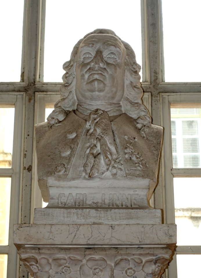 Carl v. Linné - Museu Botânico da Universidade de Coimbra - University of Coimbra - Coimbra, Portugal - DSC08986