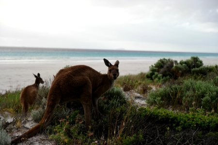 Cape Le Grand National Park, Western Australia 47 photo