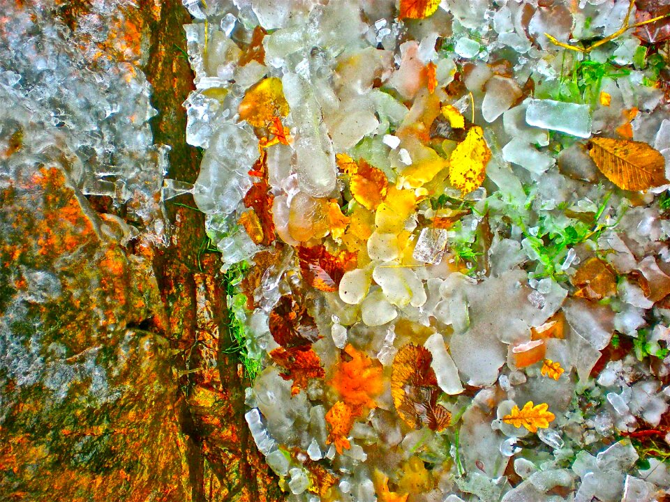 Ice frozen leaves winter