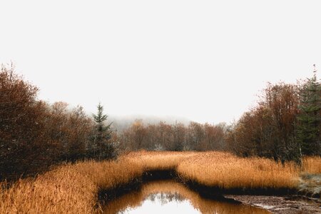 Marsh reeds trees