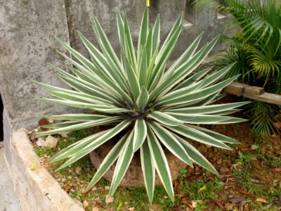 Caribbean agave (Agave angustifolia) variegated