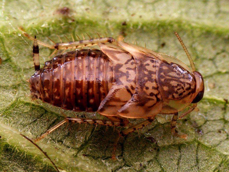 Cariblatta 20141111 nymph 661