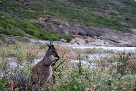 Cape Le Grand National Park, Western Australia 52 photo