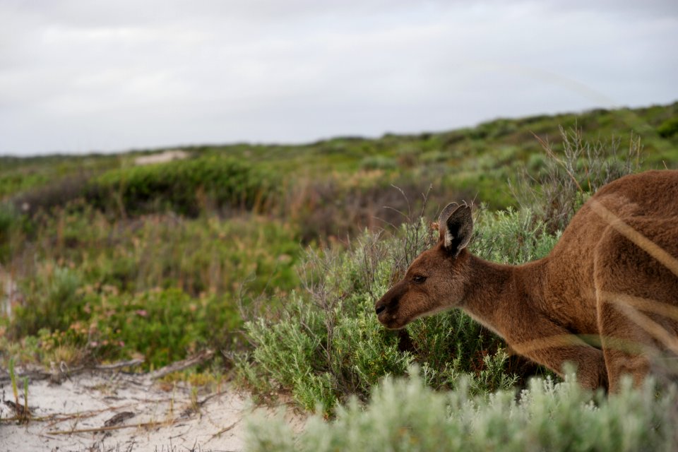 Cape Le Grand National Park, Western Australia 49