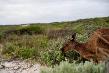 Cape Le Grand National Park, Western Australia 49