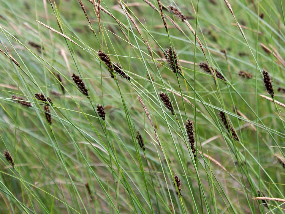 Carex lasiocarpa Kiiminki, Finland 25.06.2013