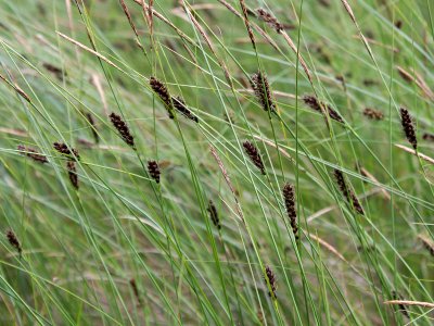Carex lasiocarpa Kiiminki, Finland 25.06.2013