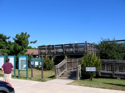 Cape May Hawk Watch
