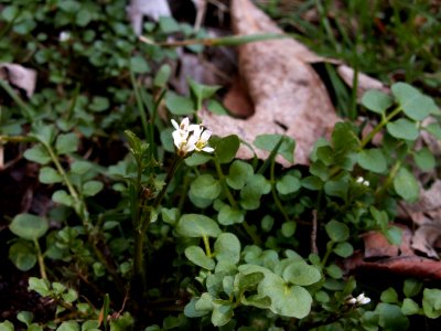 Cardamine hirsuta, 2015-04-05, Mount Lebanon, 02