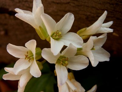 Cardamine concatenata, 2015-04-29, Bird Park, Mount Lebanon, Pennsylvania, 01