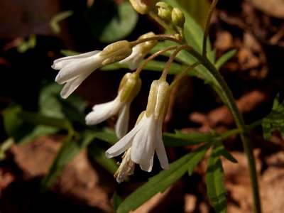 Cardamine concatenata, 2015-04-26, Kane Woods, 03