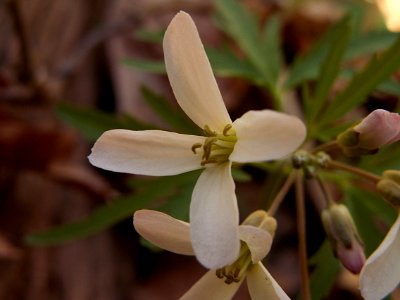 Cardamine concatenata, 2015-04-29, Bird Park, Mount Lebanon, Pennsylvania, 03