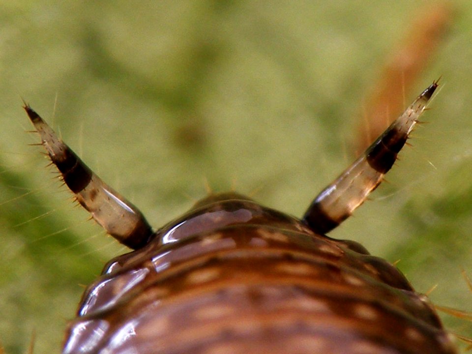 Cariblatta 20141111 nymph 669