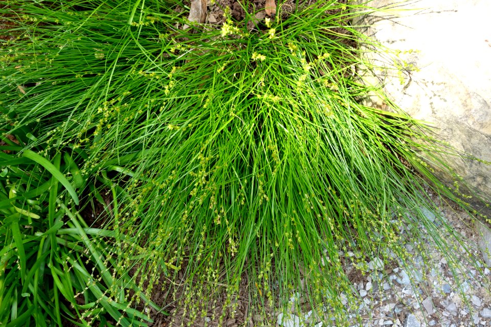 Carex radiata - Hauck Botanic Gardens - DSC03769