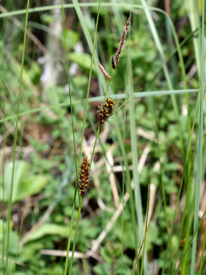Carex lasiocarpa Oulu, Finland 12.06.2013