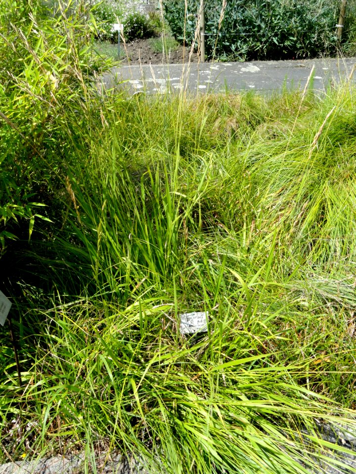 Carex strigosa - Botanical Garden, University of Frankfurt - DSC02726
