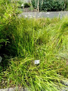 Carex strigosa - Botanical Garden, University of Frankfurt - DSC02726