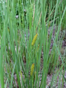 Carex rostrata Oulu, Finland 28.06.2013