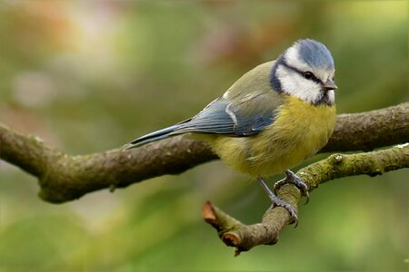 Bird tree foraging photo