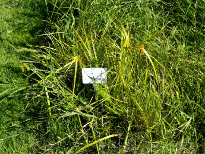 Carex pseudocyperus - Botanical Garden in Kaisaniemi, Helsinki - DSC03529