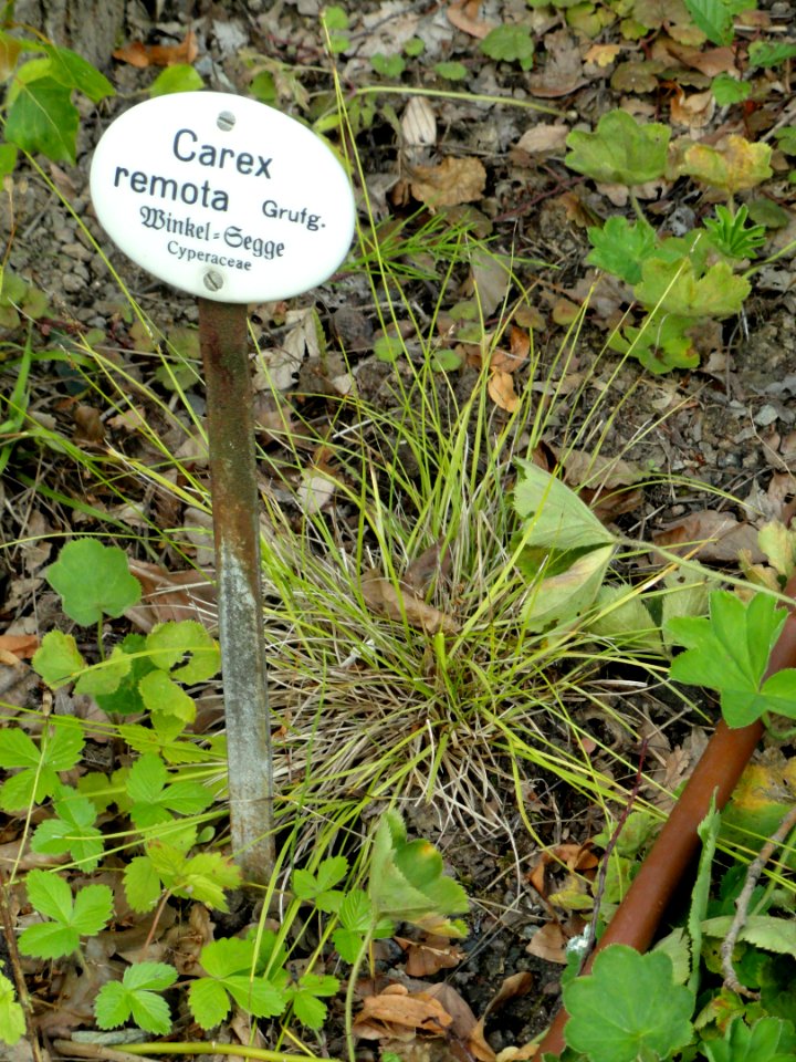 Carex remota - Botanical Garden, University of Frankfurt - DSC02590