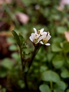 Cardamine hirsuta, 2015-04-05, Mount Lebanon, 01