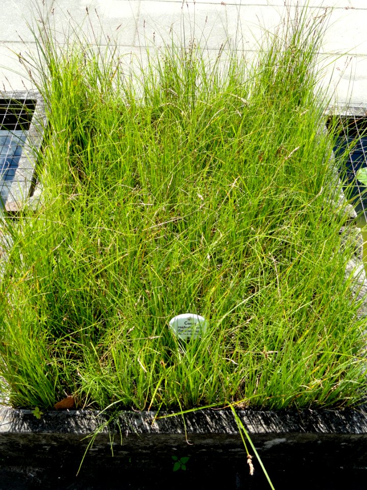 Carex rostrata - Botanical Garden, University of Frankfurt - DSC02712