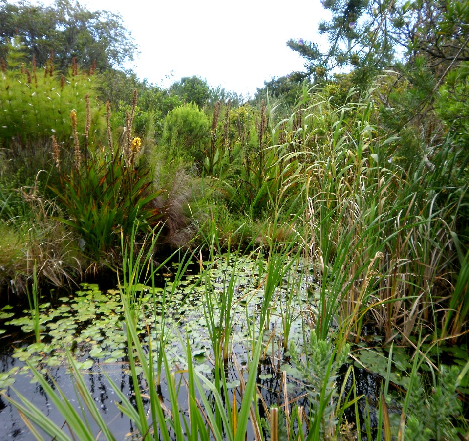 Cape Lowland Freshwater Wetland South Africa 4