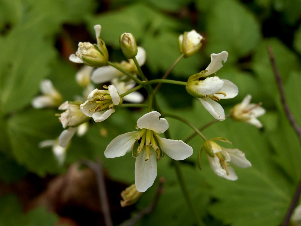 Cardamine diphylla, 2015-05-01, Trillium Trail, 02