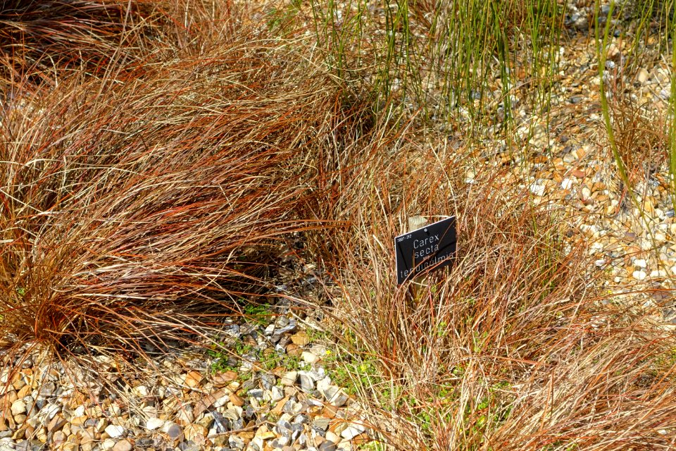 Carex tenuiculmis - Savill Garden - Windsor Great Park, England - DSC06014