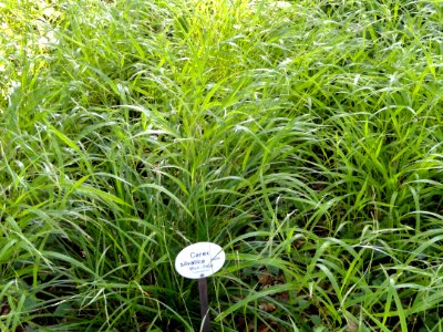 Carex silvatica - Botanical Garden, University of Frankfurt - DSC02421