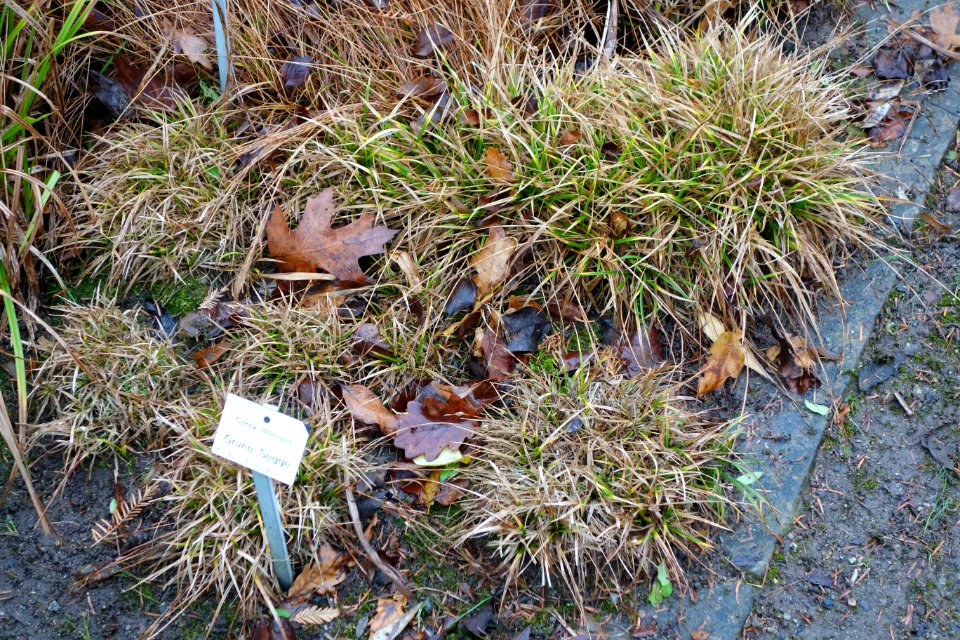 Carex viridula subsp. oedocarpa (Carex demissa) - Botanischer Garten, Dresden, Germany - DSC08756