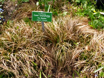 Carex-caryophyllea photo