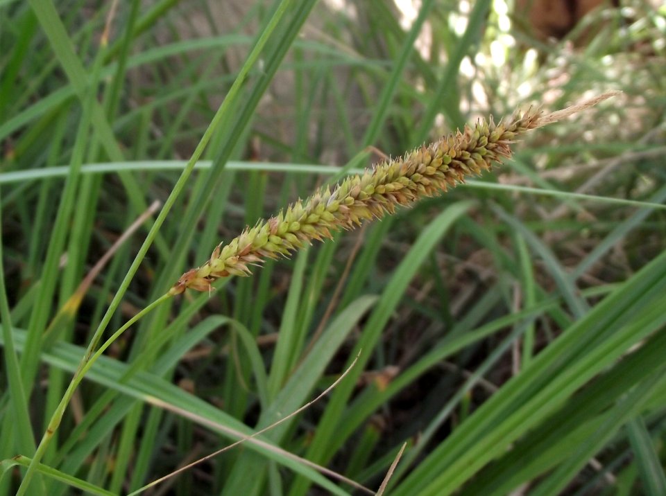 Carex spissa