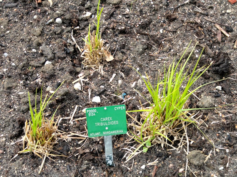Carex tribuloides - Copenhagen Botanical Garden - DSC07939