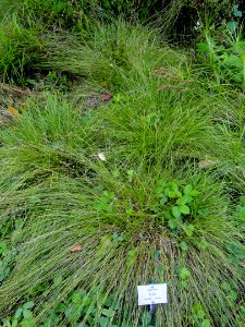 Carex tenera - Botanical Garden, University of Frankfurt - DSC02535