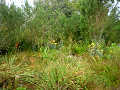 Cape Lowland Freshwater Wetland South Africa 7 grasses and trees photo