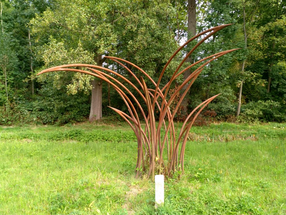 Carex-Segge Andrea Anderseck (2013) 2020-09-23 01
