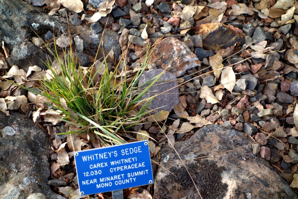 Carex whitneyi - Regional Parks Botanic Garden, Berkeley, CA - DSC04470