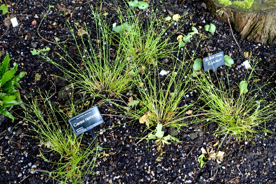Carex remota - RHS Garden Harlow Carr - North Yorkshire, England - DSC01370
