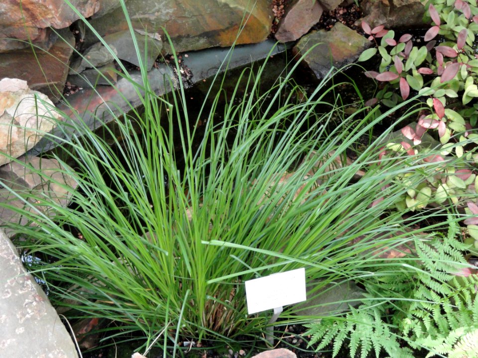 Carex secta - Palmengarten Frankfurt - DSC01921